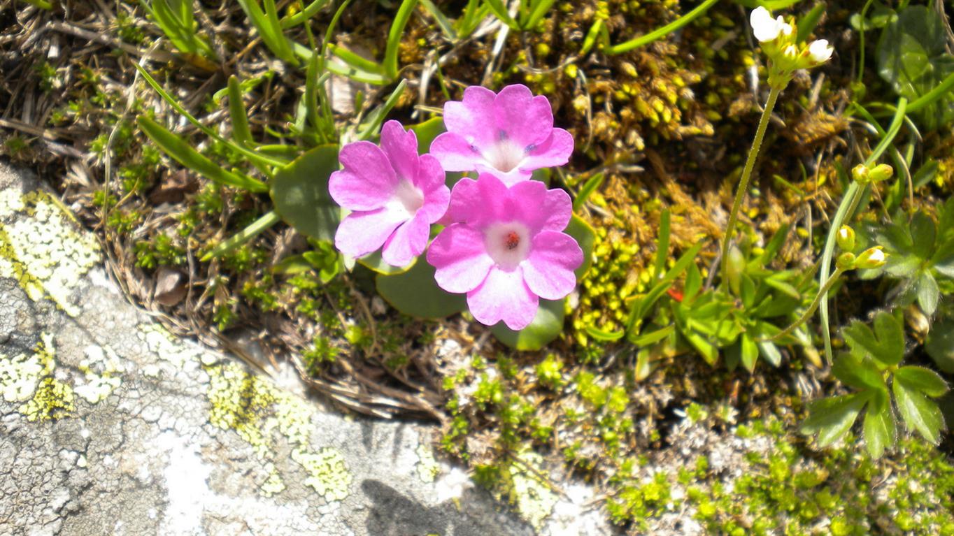 Val d''Aosta 06 - Primula pedemontana